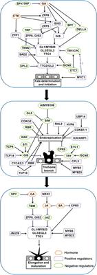 Molecular Mechanisms of Plant Trichome Development